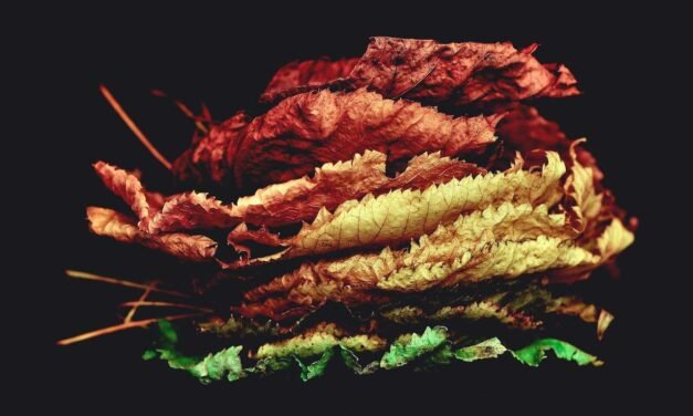 Labore voluptas nulla sit